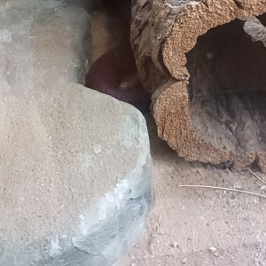 Exotarium: Red spitting Cobra