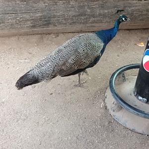 Indian Peafowl