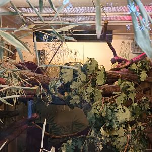 Goodfellows tree Kangaroo indoor Enclosure