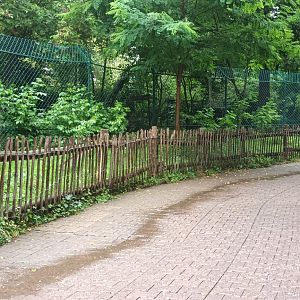 African painted Dog Enclosure