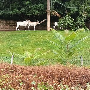 African Savannah Enclosure
