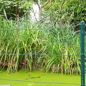 Inside of the walkthrough Hammerkop Aviary