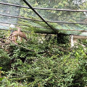 Red legged Seriema Aviary