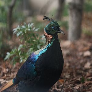 Himalayan Monal (Lophophorus impejanus)