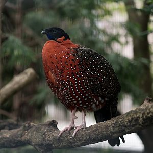 Satyr Tragopan (Tragopan satyra)