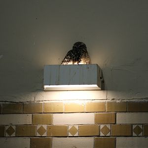 Burrowing Owl (Athene cunicularia)