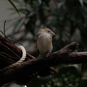 Guira Cuckoo (Guira guira)