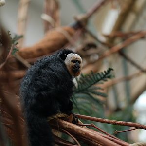 Male White-faced Saki (Pithecia pithecia)