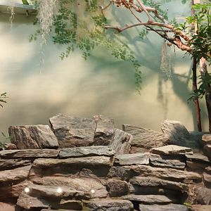 Bird House: Budgerigar wild Type Aviary