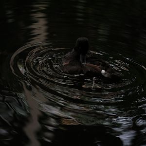 Baer’s Pochard (Aythya baeri)