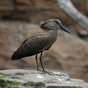 Hamerkop (Scopus umbretta)