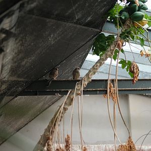 Lesser Kestrels (Falco naumanni)