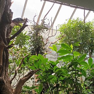 Bird House: Visayan Hornbill Aviary