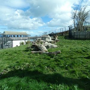 Snow leopard enclosure