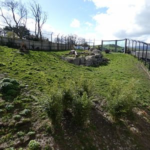 Snow leopard enclosure