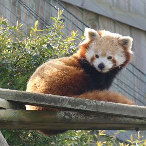 Red panda