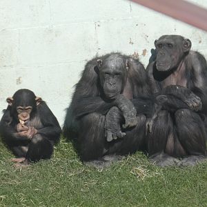 Chimpanzees