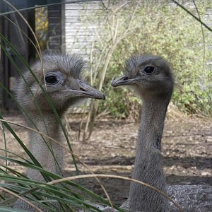 Darwin's rhea
