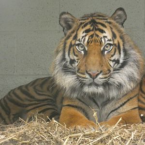 Sumatran tiger