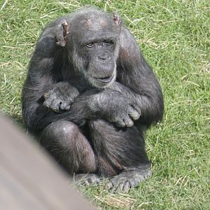 Western chimpanzee