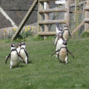 Humboldt's penguins