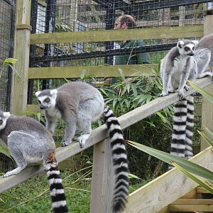 Ring-tailed lemur