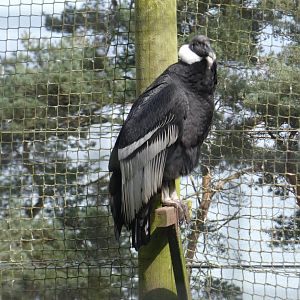 Andean condor