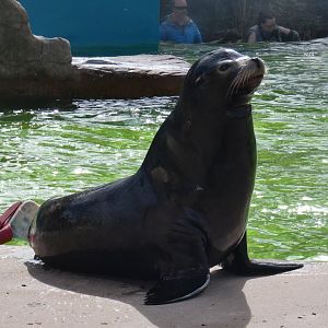 Californian sea lion