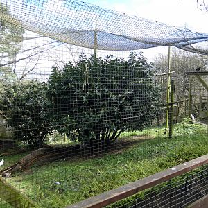 Andean condor aviary