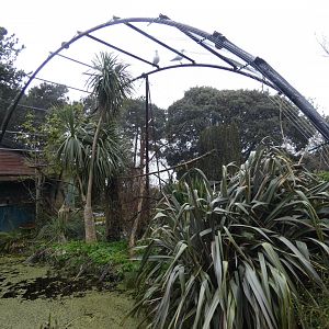 Goeldi's monkey enclosure