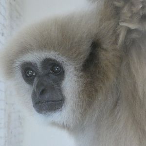 Lar gibbon