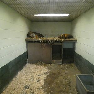 Sumatran tiger indoor enclosure