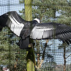 Andean condor