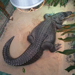 American alligator