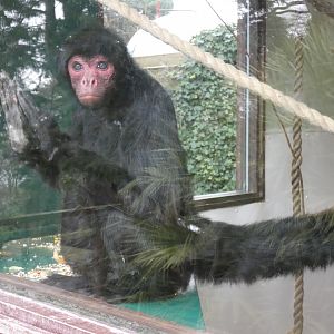 Red-faced spider monkey