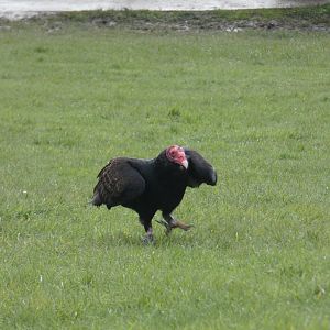 Turkey vulture