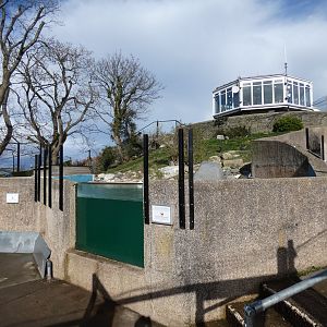 Humboldt's penguin underwater viewing area