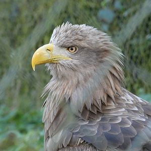 White-tailed sea eagle