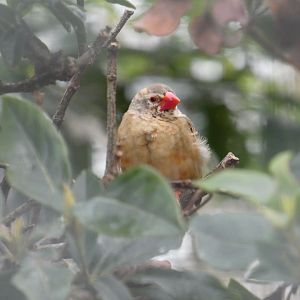 Red-billed quelea