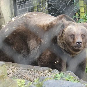 European brown bear