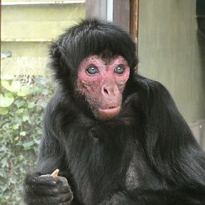 Red-faced spider monkey
