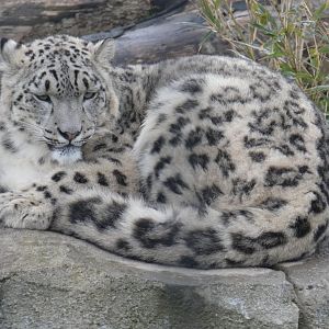Snow leopard