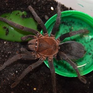 Black emilia tarantula (Crypsidromus sp. 'Costa Rica')