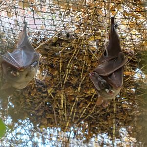 Hammer-headed bat (Hypsignathus monstrosus)
