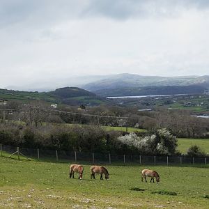 Przewalski's horses