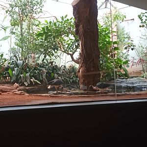 Bird House: Straw necked Ibis Aviary