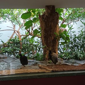 Bird House: Grey winged Trumpeter Aviary