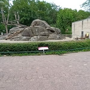 Hamadryas Baboon Enclosure
