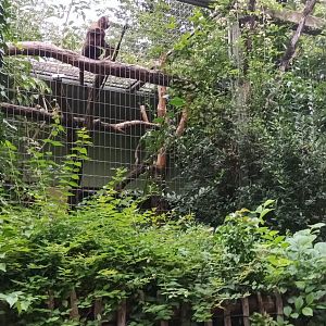 Golden bellied Capuchin outdoor Enclosure