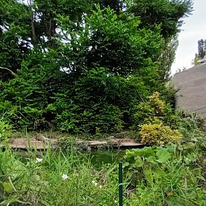 Variegated spider Monkey Island